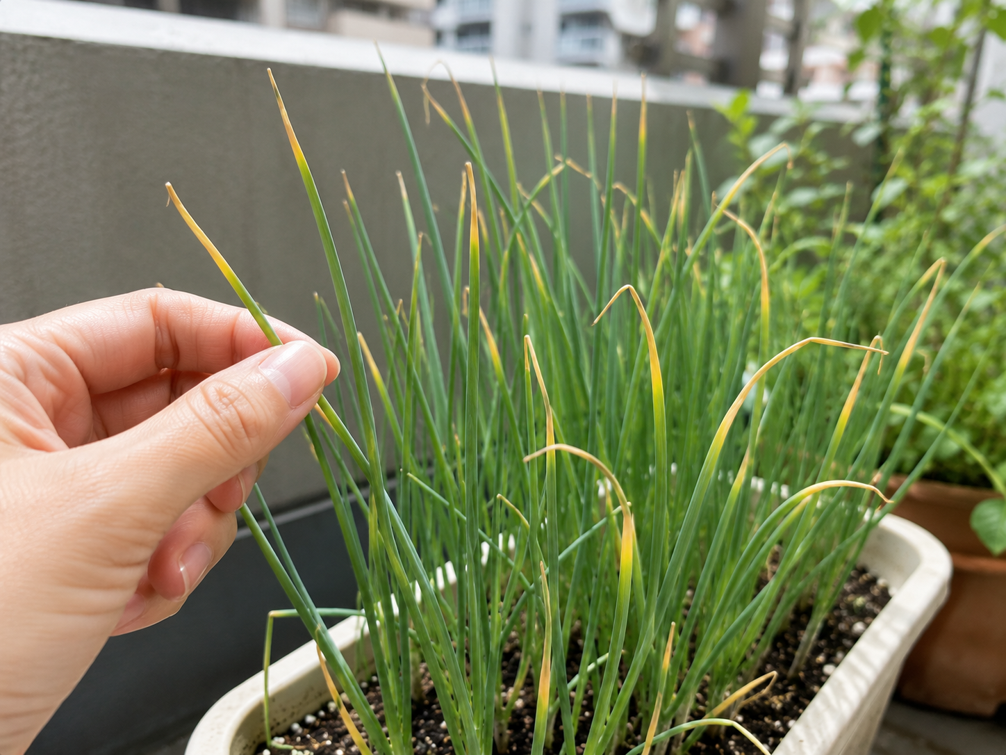 青ねぎの先が黄色い・枯れる原因は？見直したい育て方