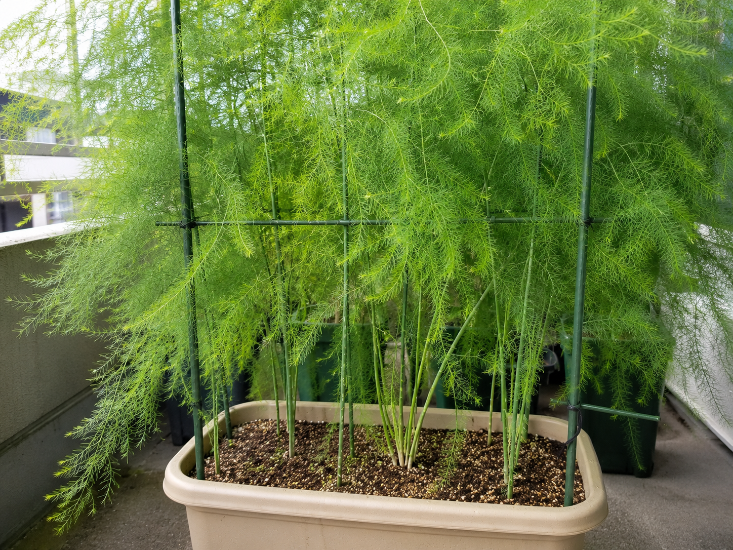 夏に茂ったアスパラガスの茎葉を支えている様子