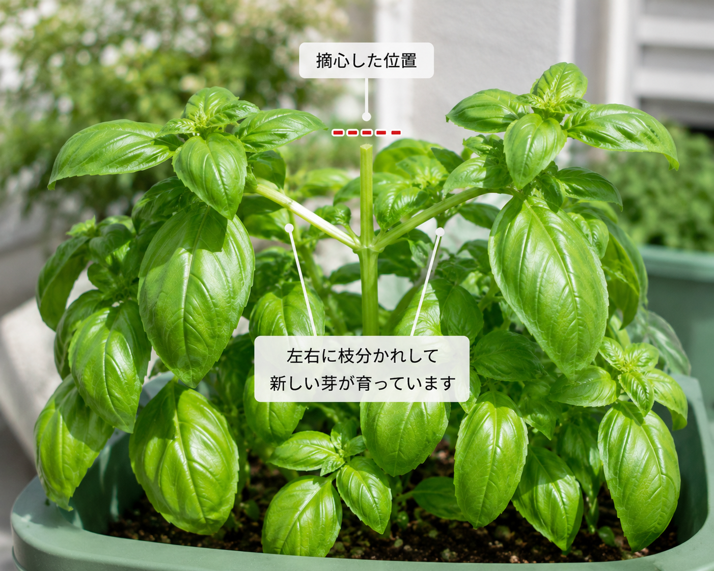 摘心後に枝分かれし始めたバジルの株