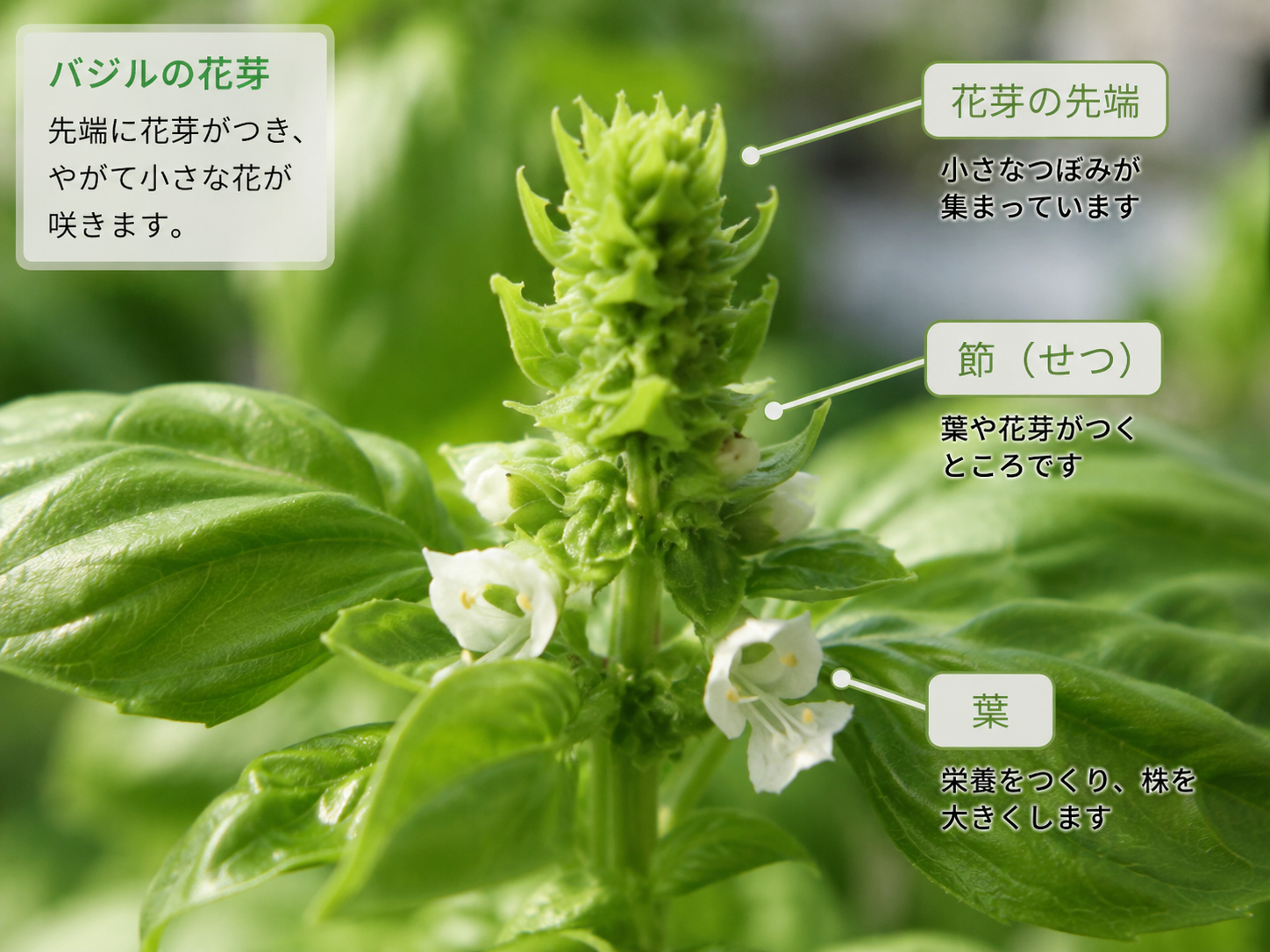 バジルの小さな花芽を接写したイメージ