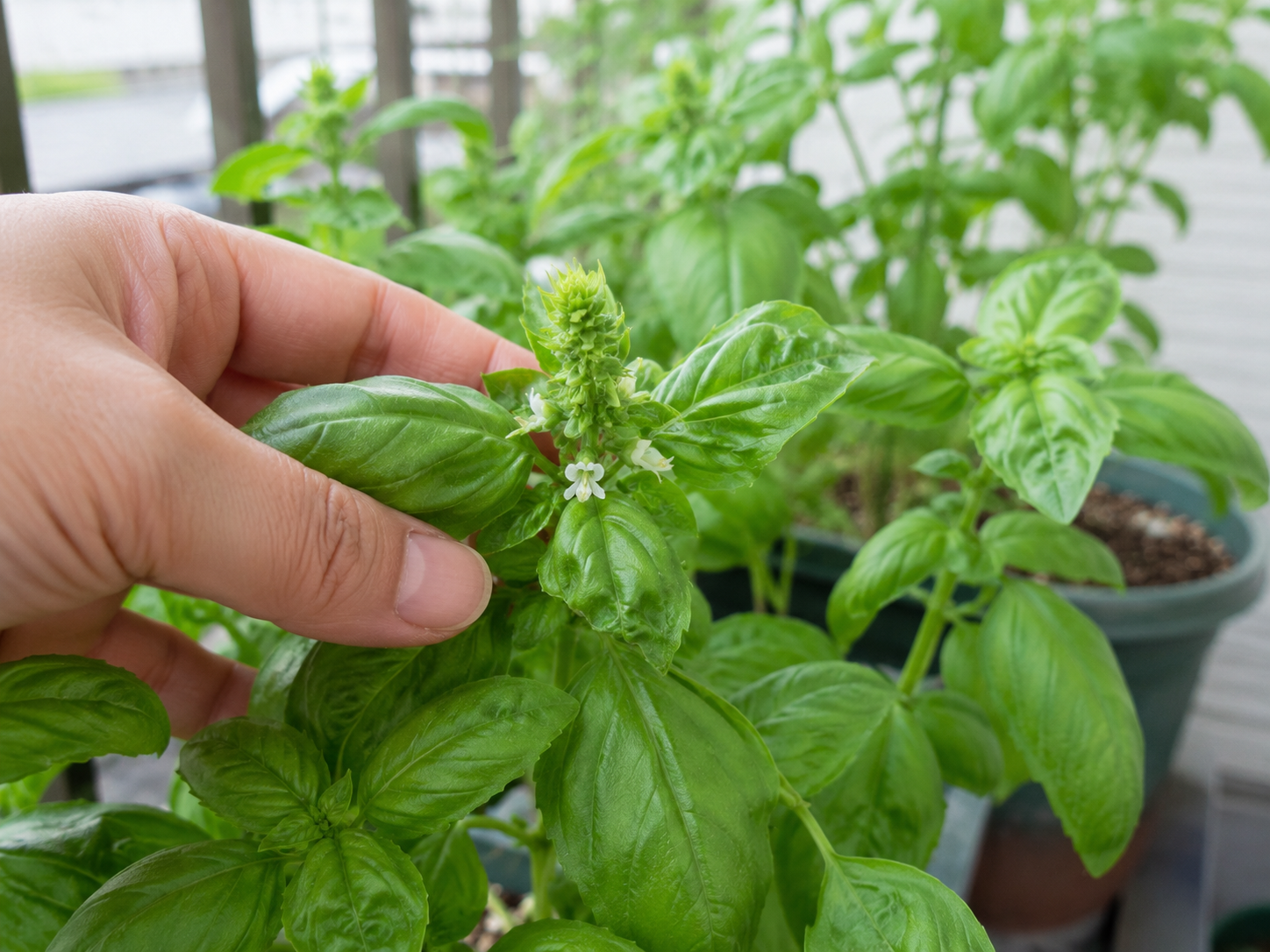 バジルに花がついたらどうする？葉を長く収穫するための対処法