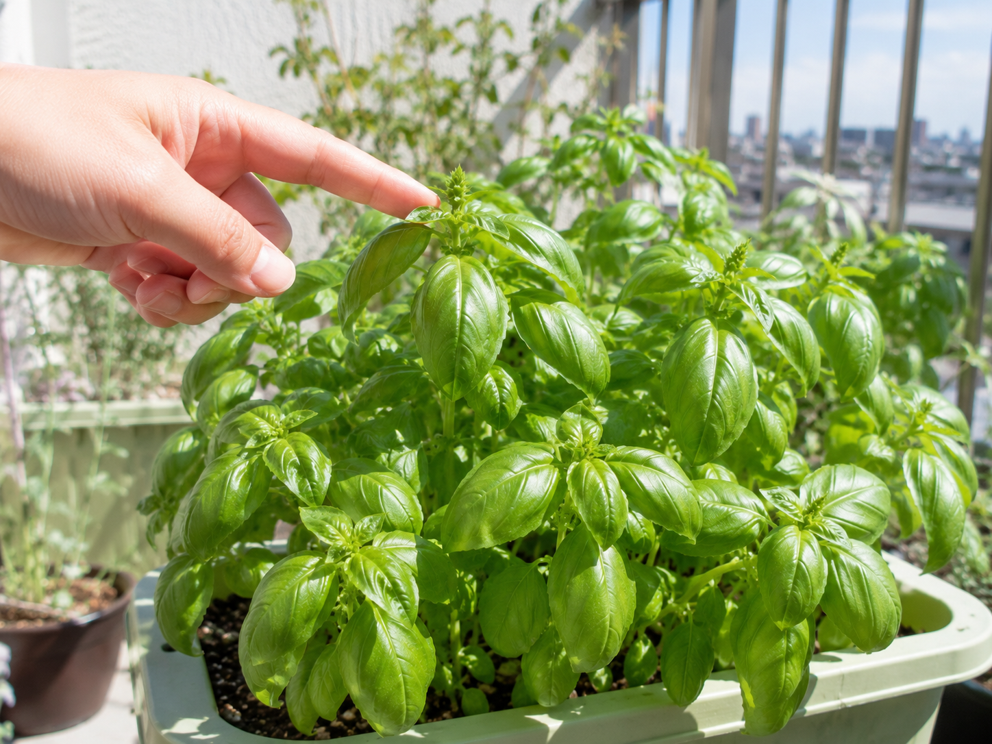 バジルの摘心はいつする？わき芽を増やして長く収穫するコツ
