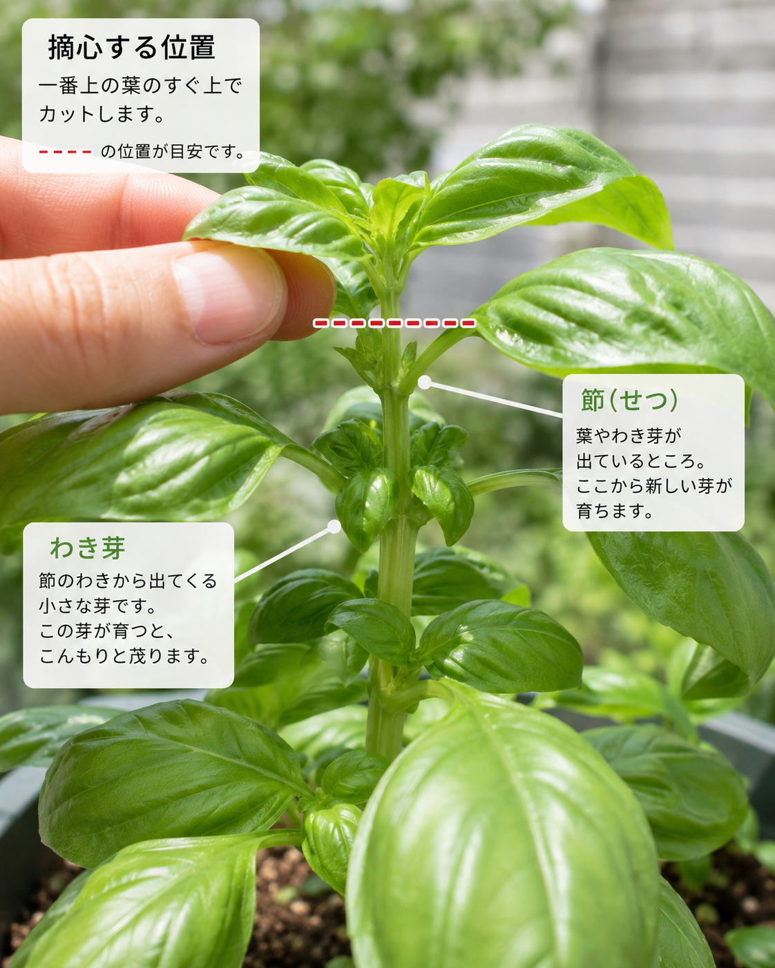 バジルの節とわき芽が分かる摘心ポイント