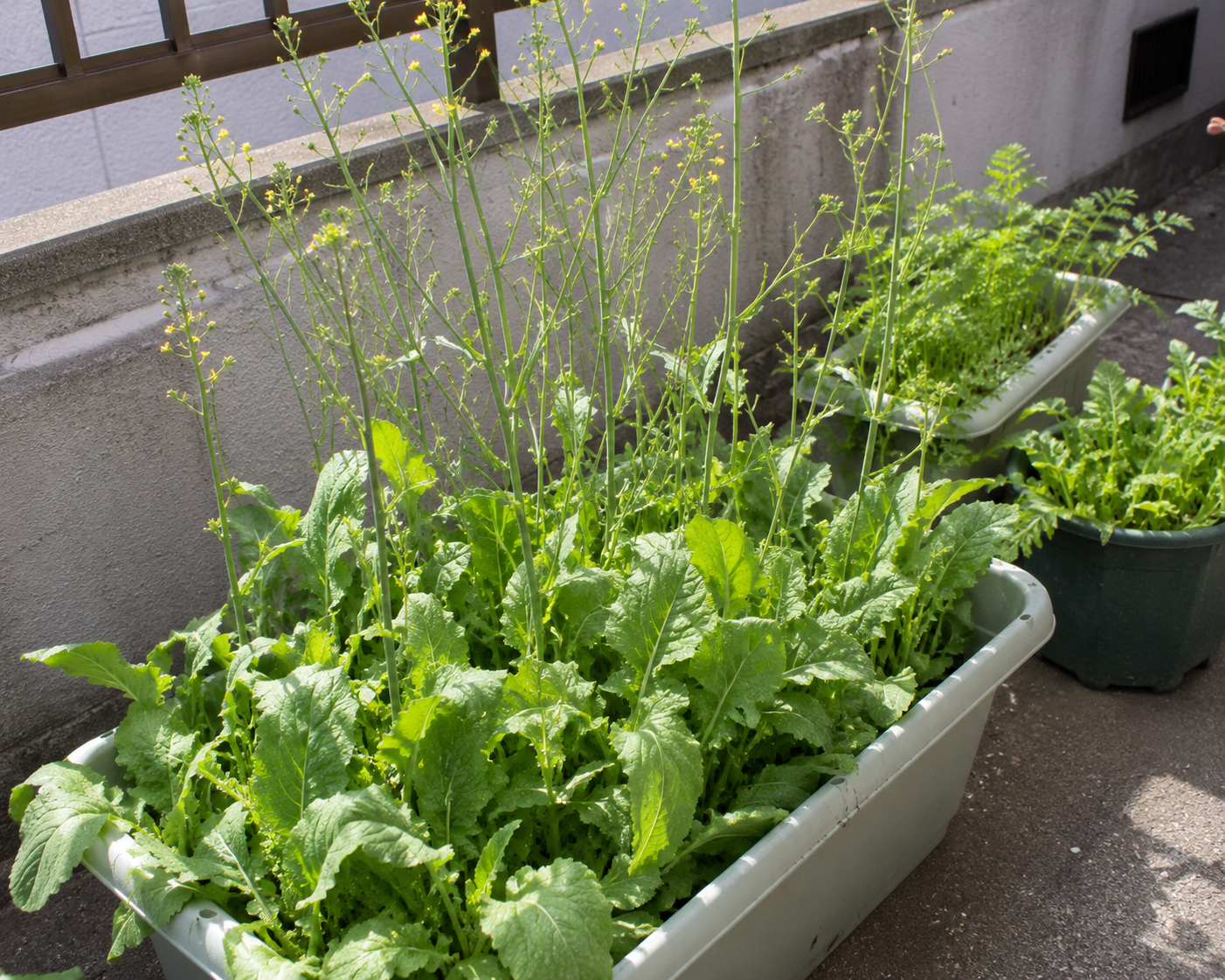 葉物野菜がすぐ花芽をつけるのはなぜ？とう立ちの原因と防ぎ方