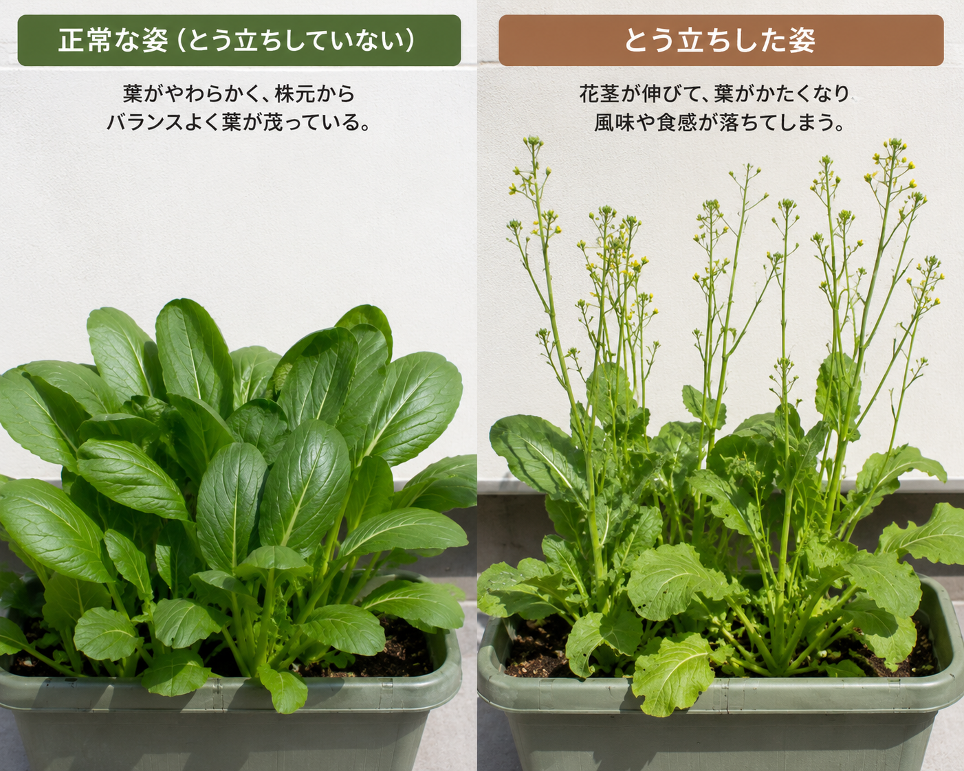通常の葉姿ととう立ち後の姿の比較