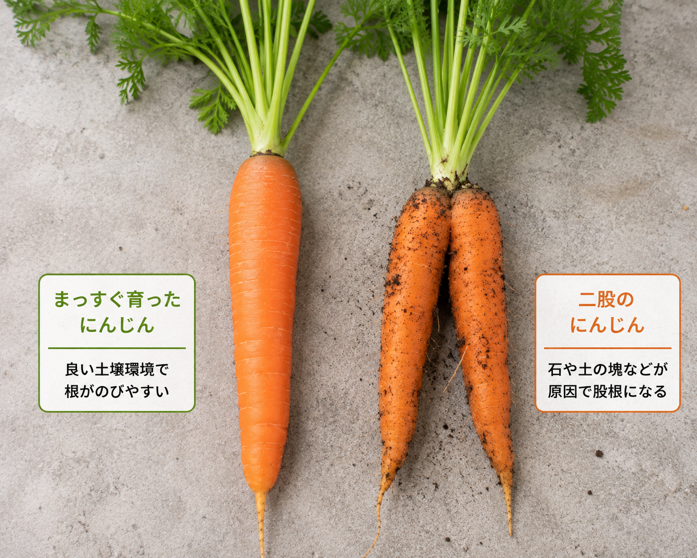 まっすぐ育ったにんじんと二股のにんじんの比較