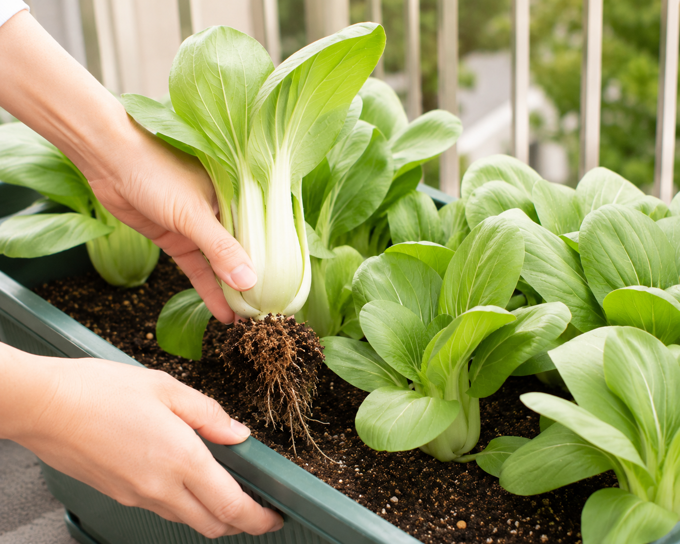 チンゲン菜の収穫タイミングはいつ？やわらかく食べる目安
