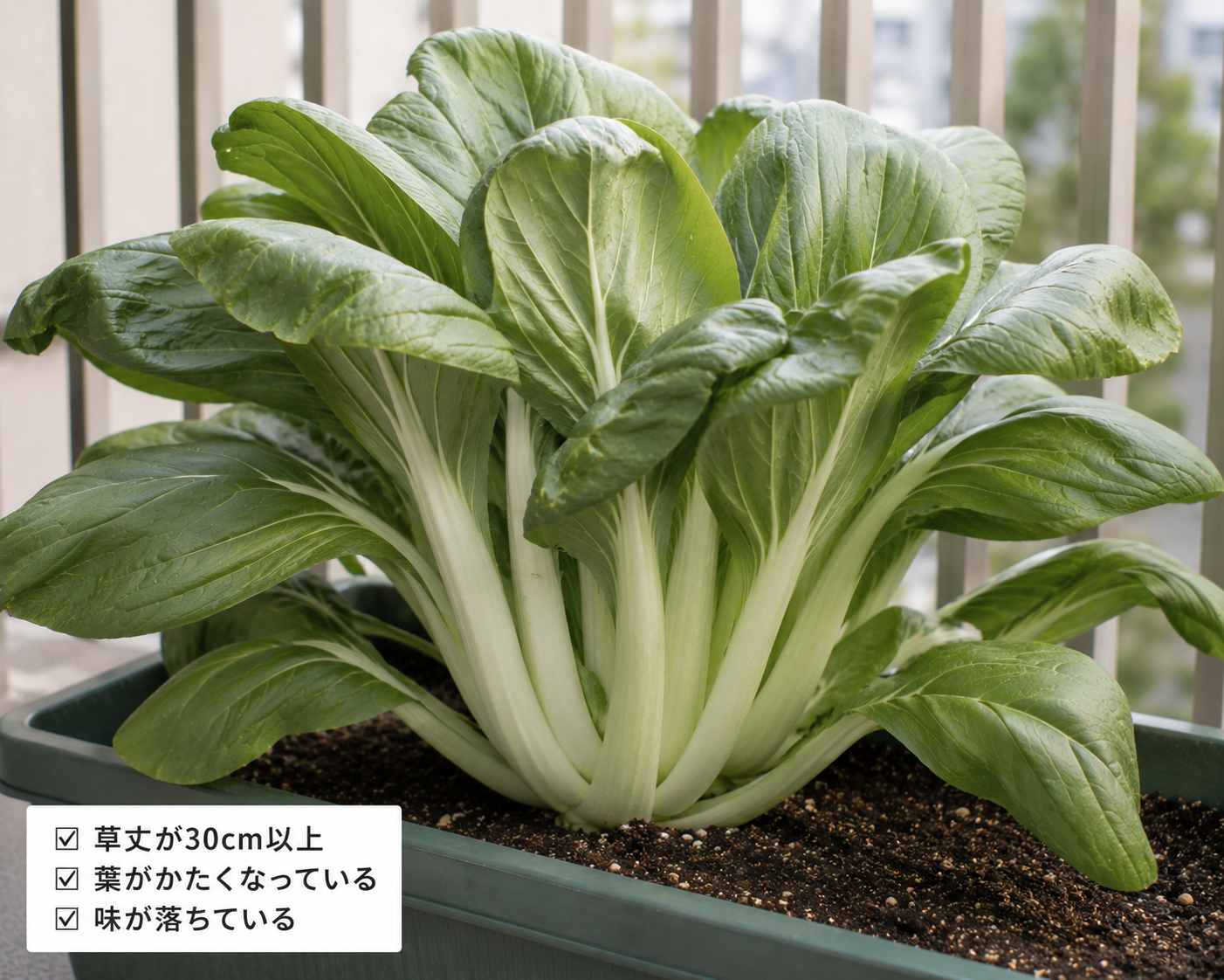 大きくなりすぎたチンゲン菜の例