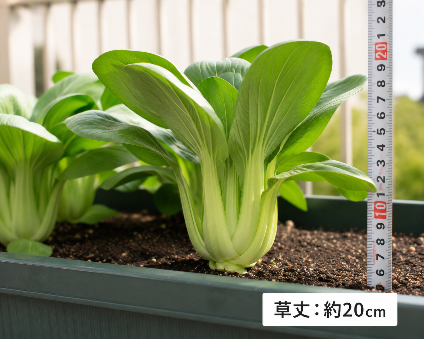 草丈20cm前後のチンゲン菜のサイズ目安