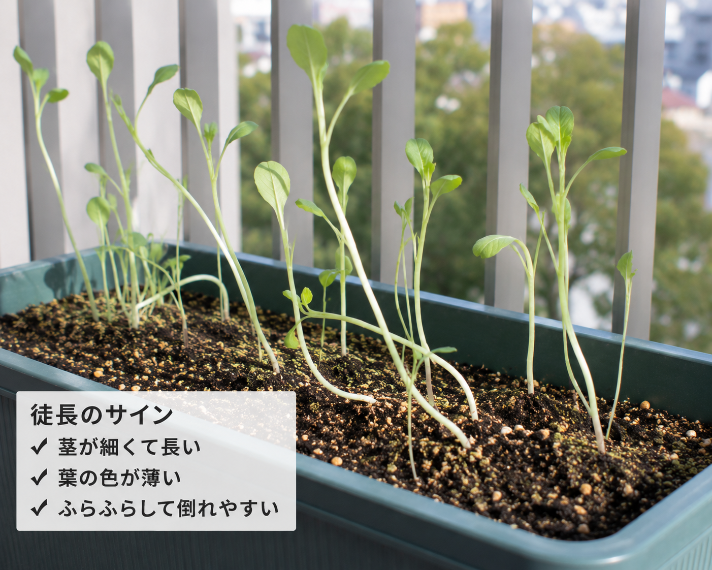 チンゲン菜がひょろひょろ育つ原因は？徒長を防ぐ育て方