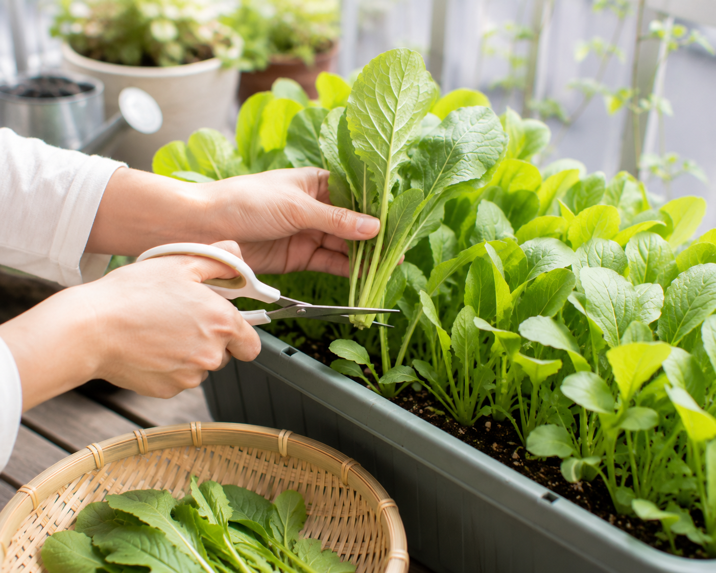 若いうちに収穫した葉物野菜
