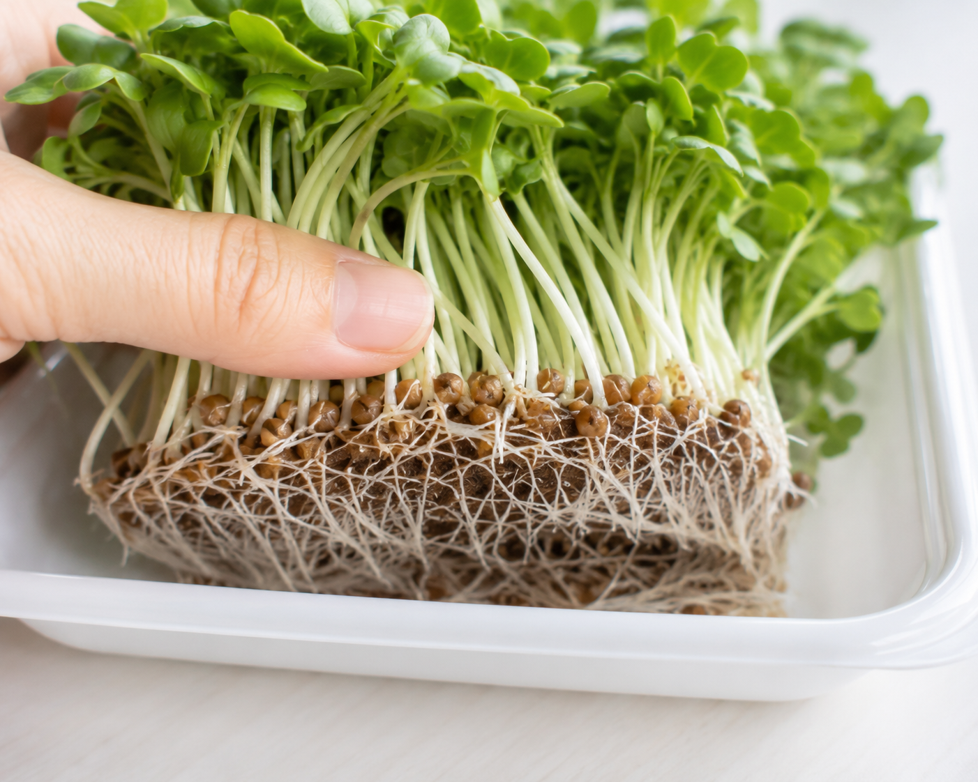 かいわれ大根にカビ？ぬめり？食べていいかの見分け方と対策