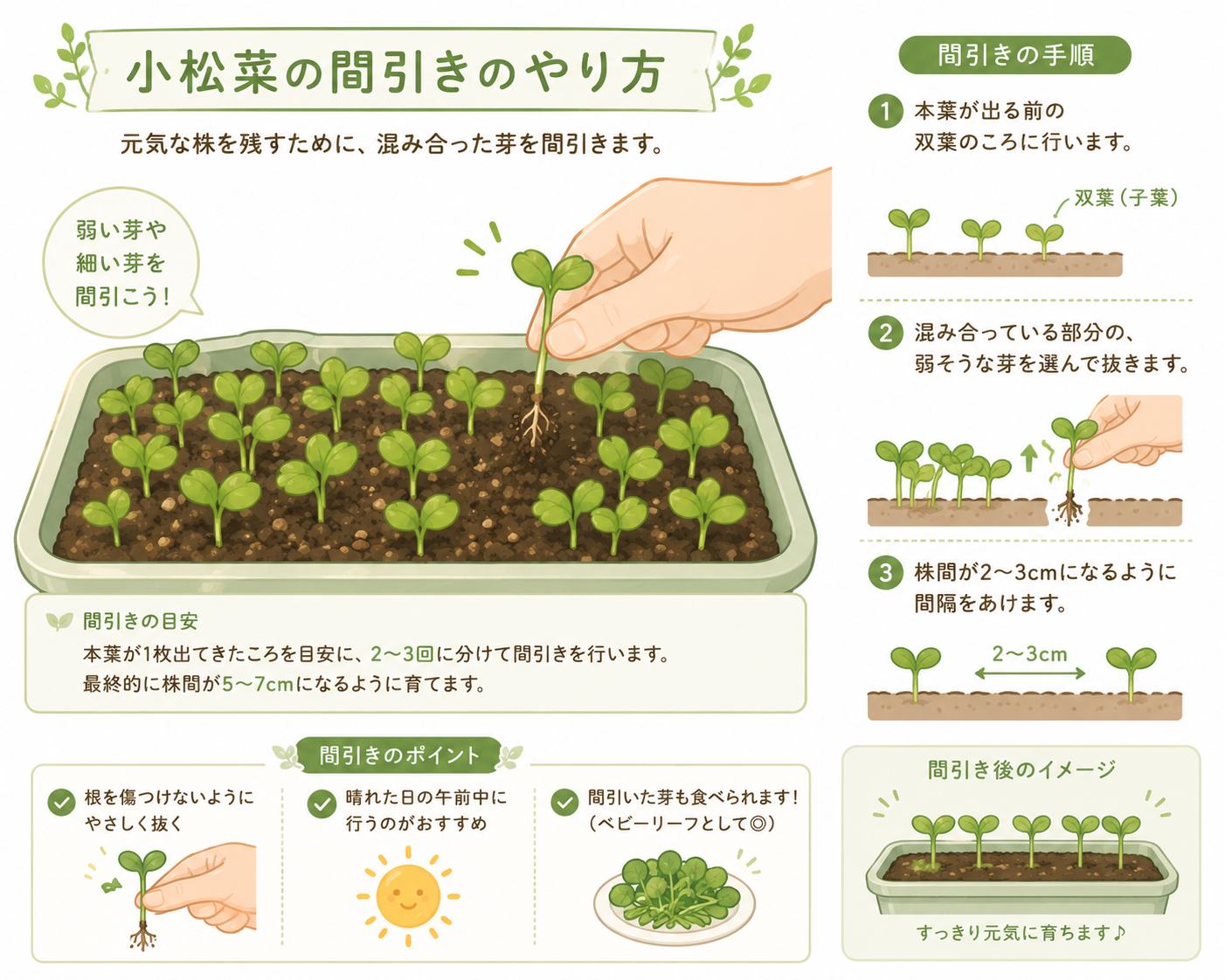 小松菜の1回目の間引き（双葉時期）の様子を示すイラスト