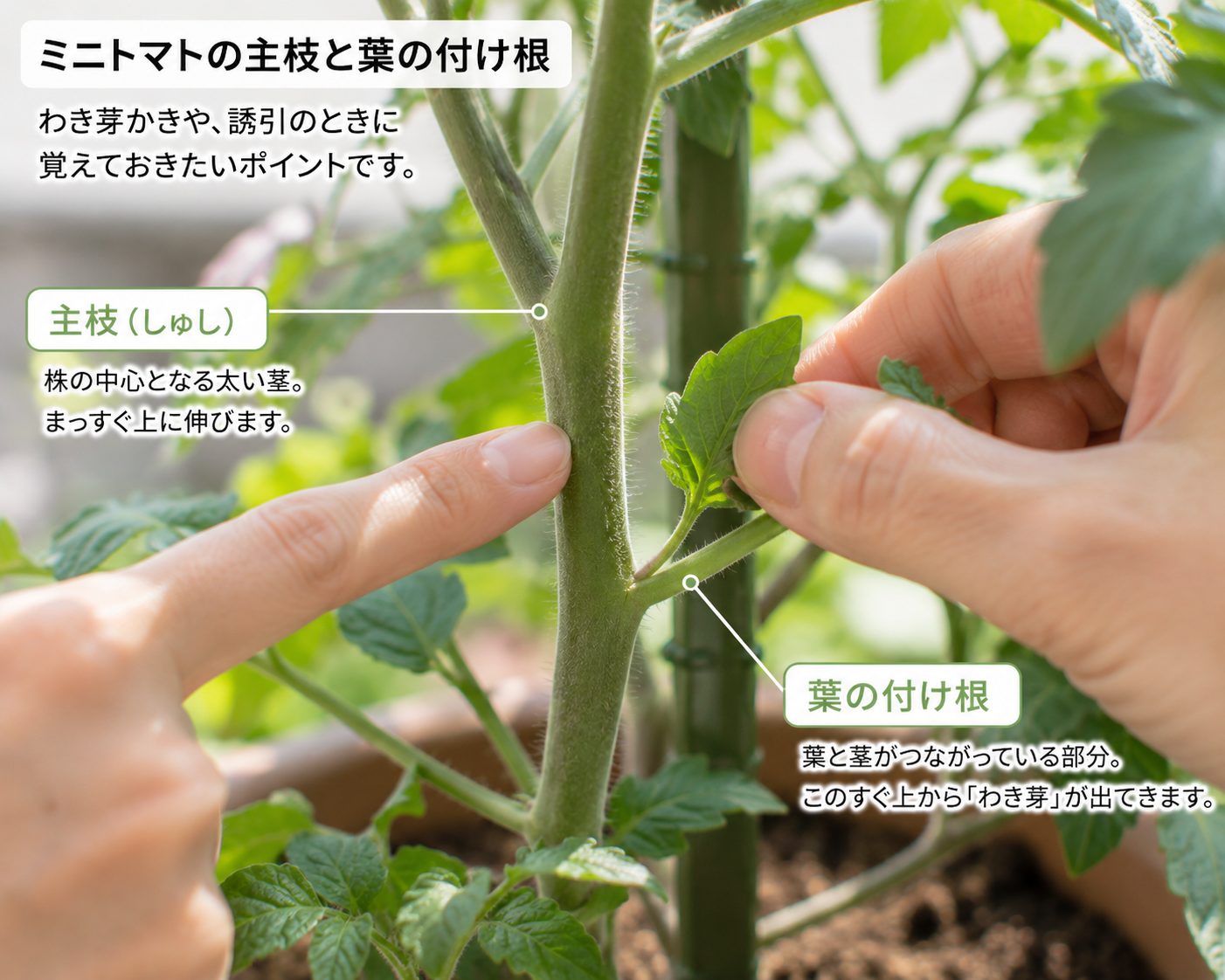 ミニトマトのわき芽かきは必要？初心者向けのやり方とタイミング