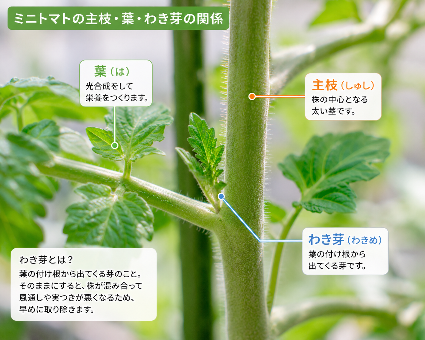 主枝と葉とわき芽の位置関係が分かる接写