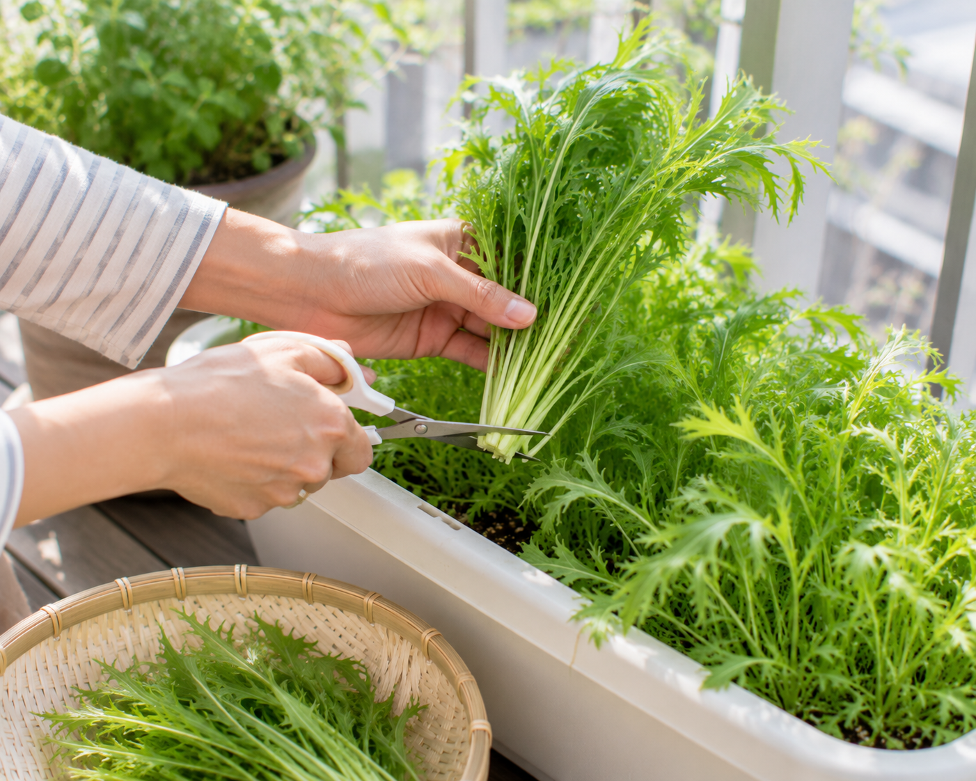 水菜の収穫時期はいつ？やわらかくおいしく食べる育て方