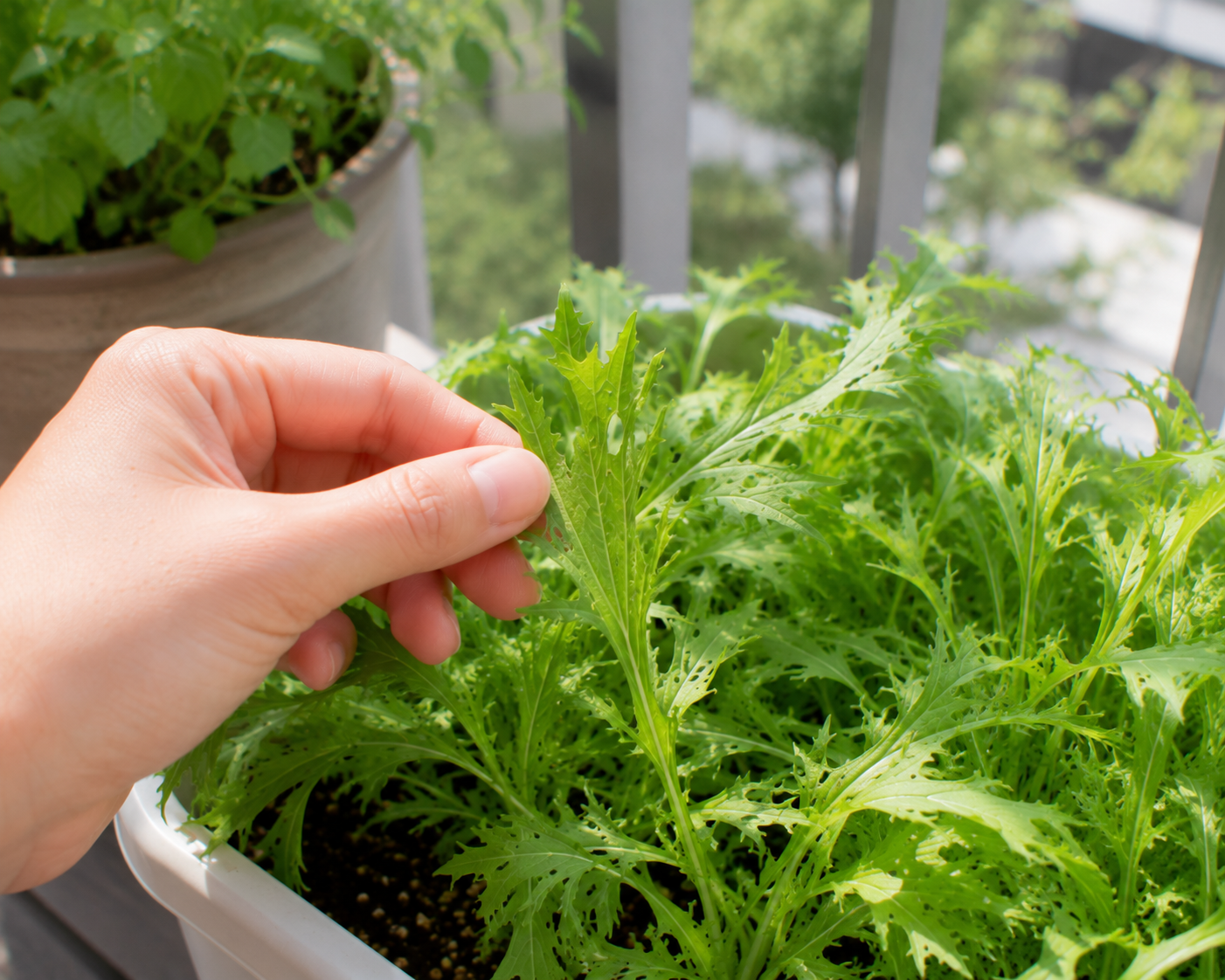 水菜の葉に穴があく原因は？虫食い対策の基本