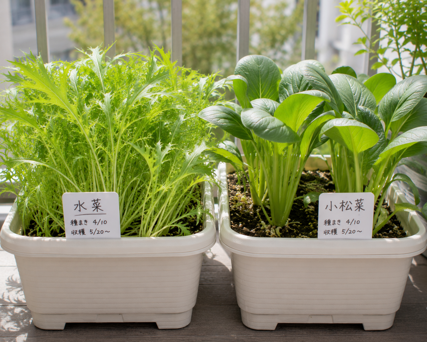 水菜と小松菜の違いは？見分け方と使い分けのコツ