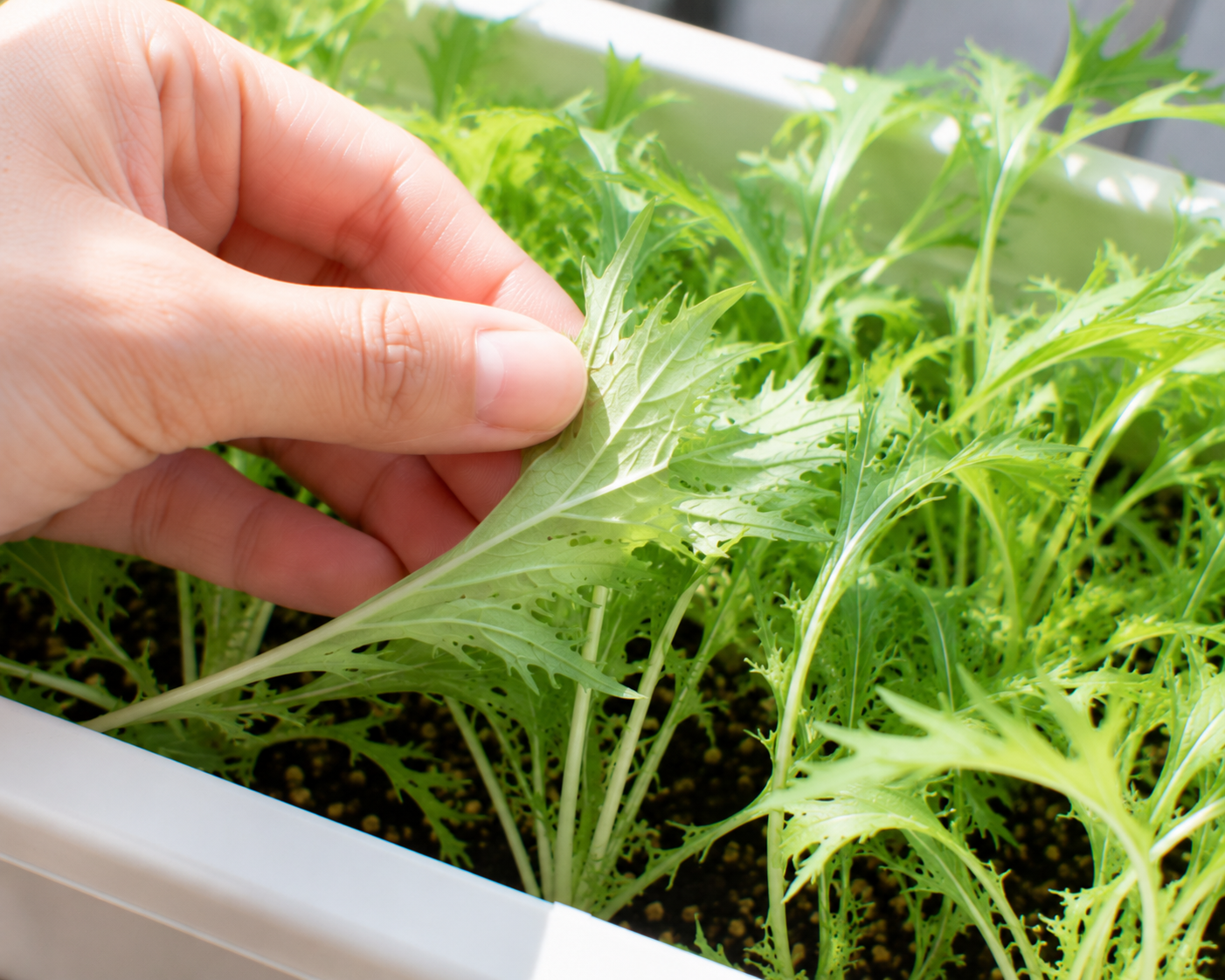 水菜の葉裏を確認している様子