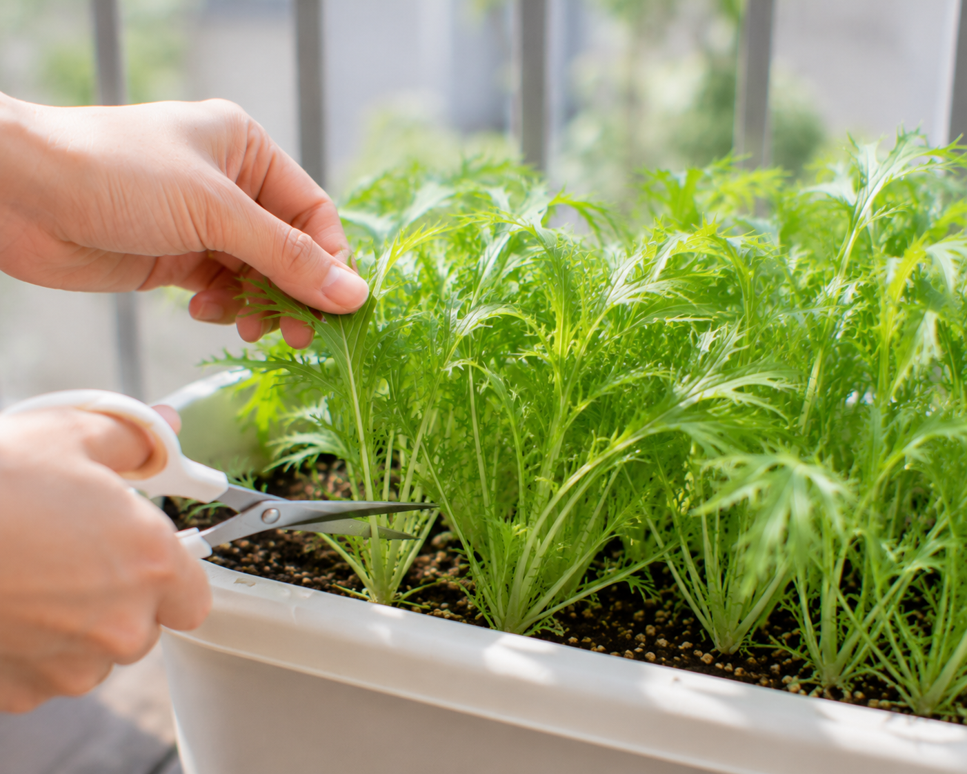 水菜の外葉を少しずつ収穫する様子