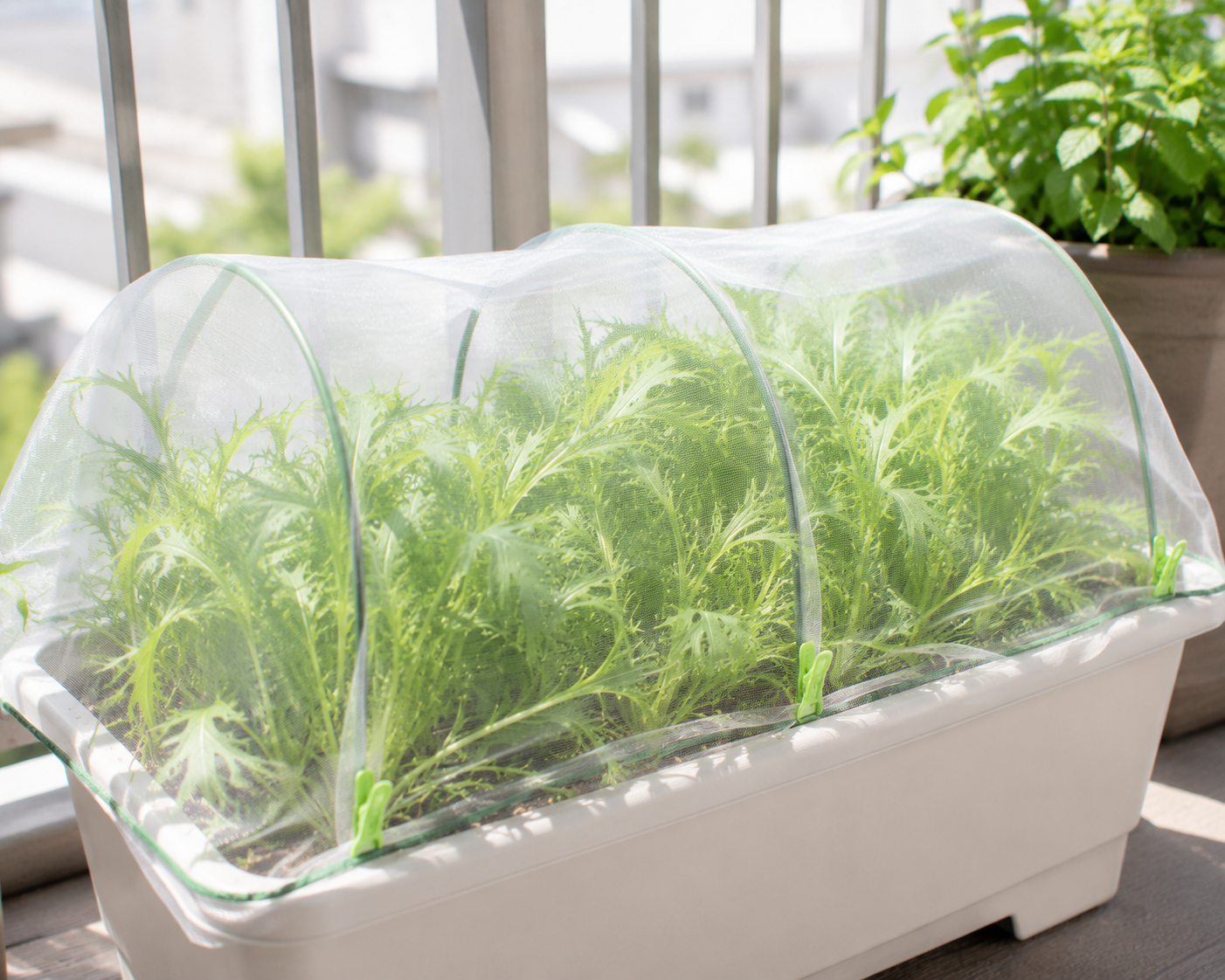 防虫ネットで守られた水菜のプランター