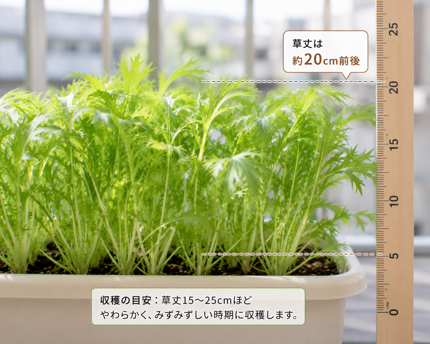 水菜の収穫サイズの目安