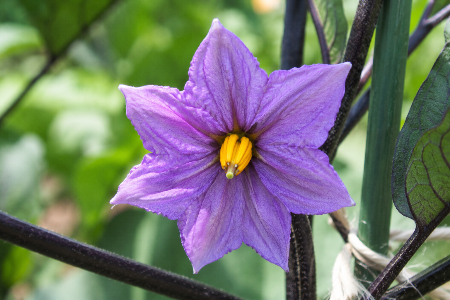 ナスの花の様子を近くで確認しているイメージ