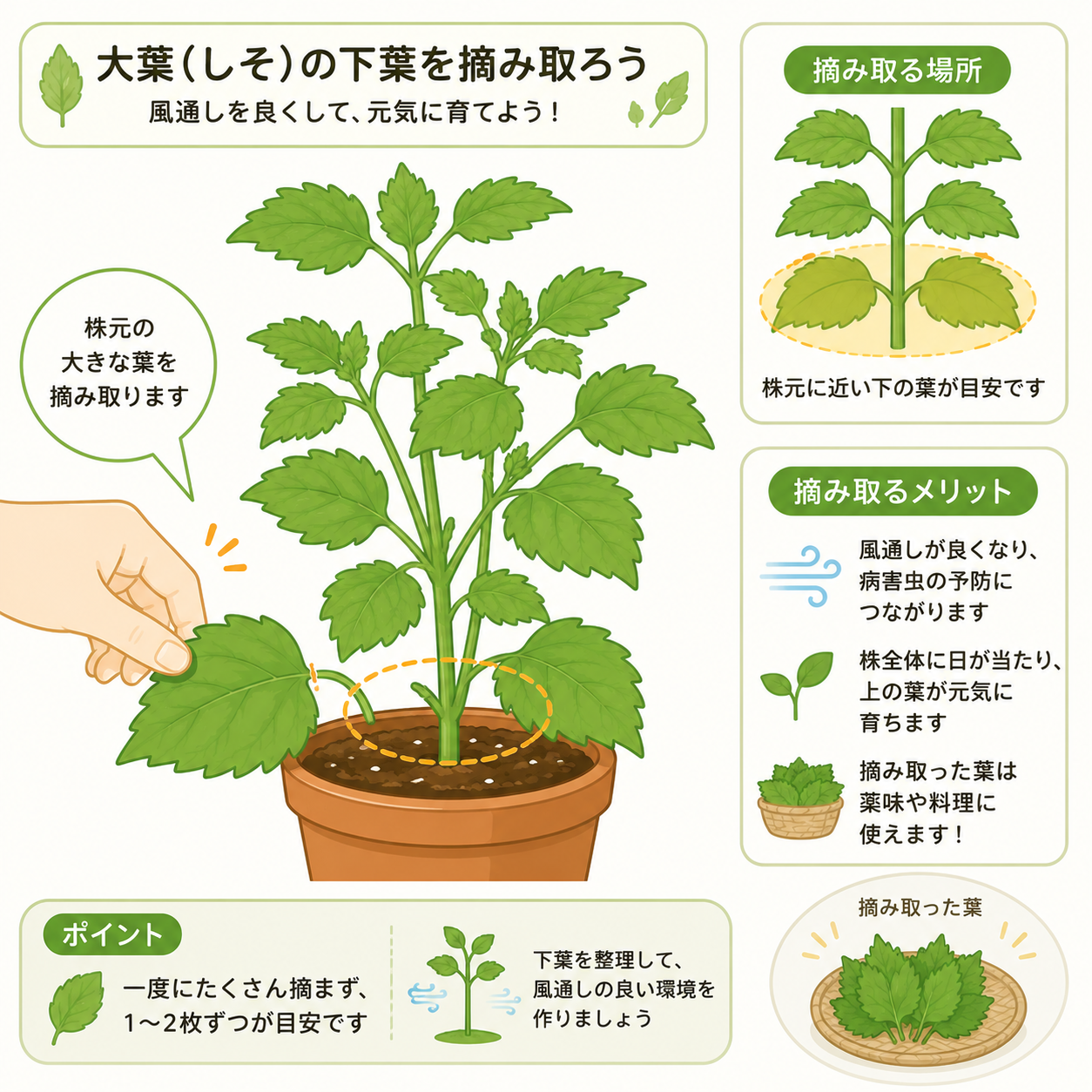 大葉の下の方の大きい葉から順に収穫する様子を示すイラスト