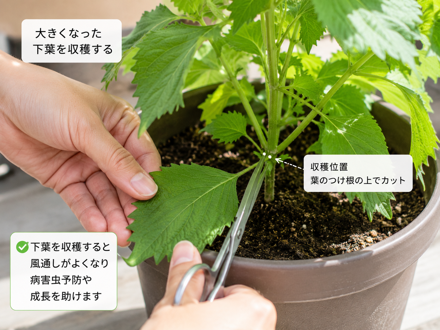 大葉の下葉を収穫している実写写真