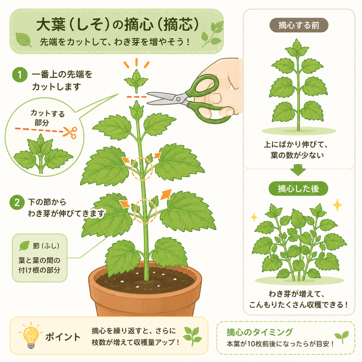 大葉の摘心（カット位置と脇芽の成長）の解説イラスト