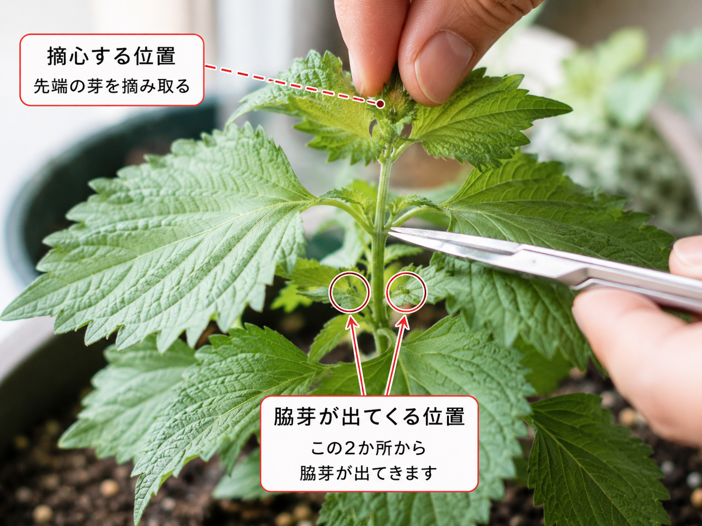 大葉の先端を摘心している実写写真