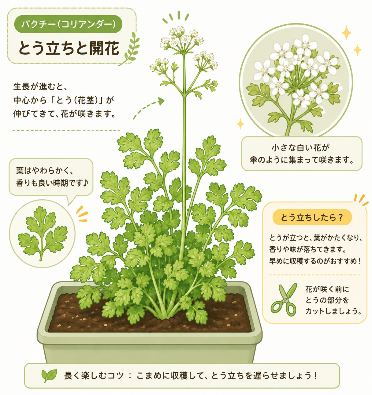 パクチーのとう立ち（中央から茎が伸びて花が咲く状態）のイラスト