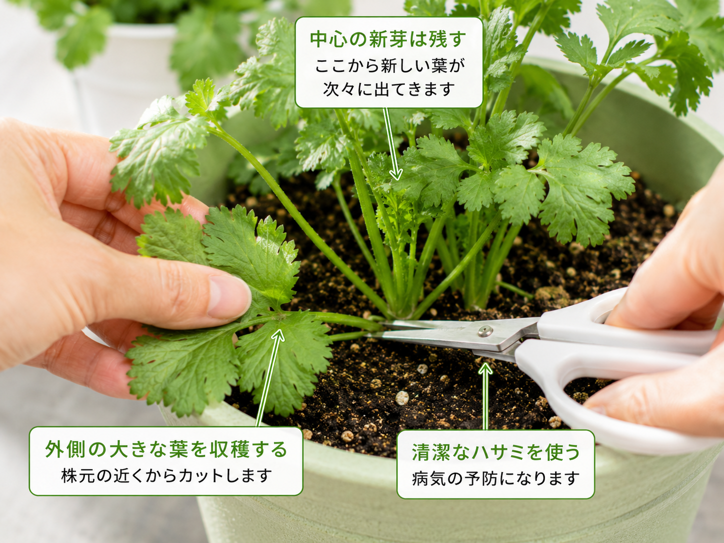 パクチーの切る位置がわかる実写写真