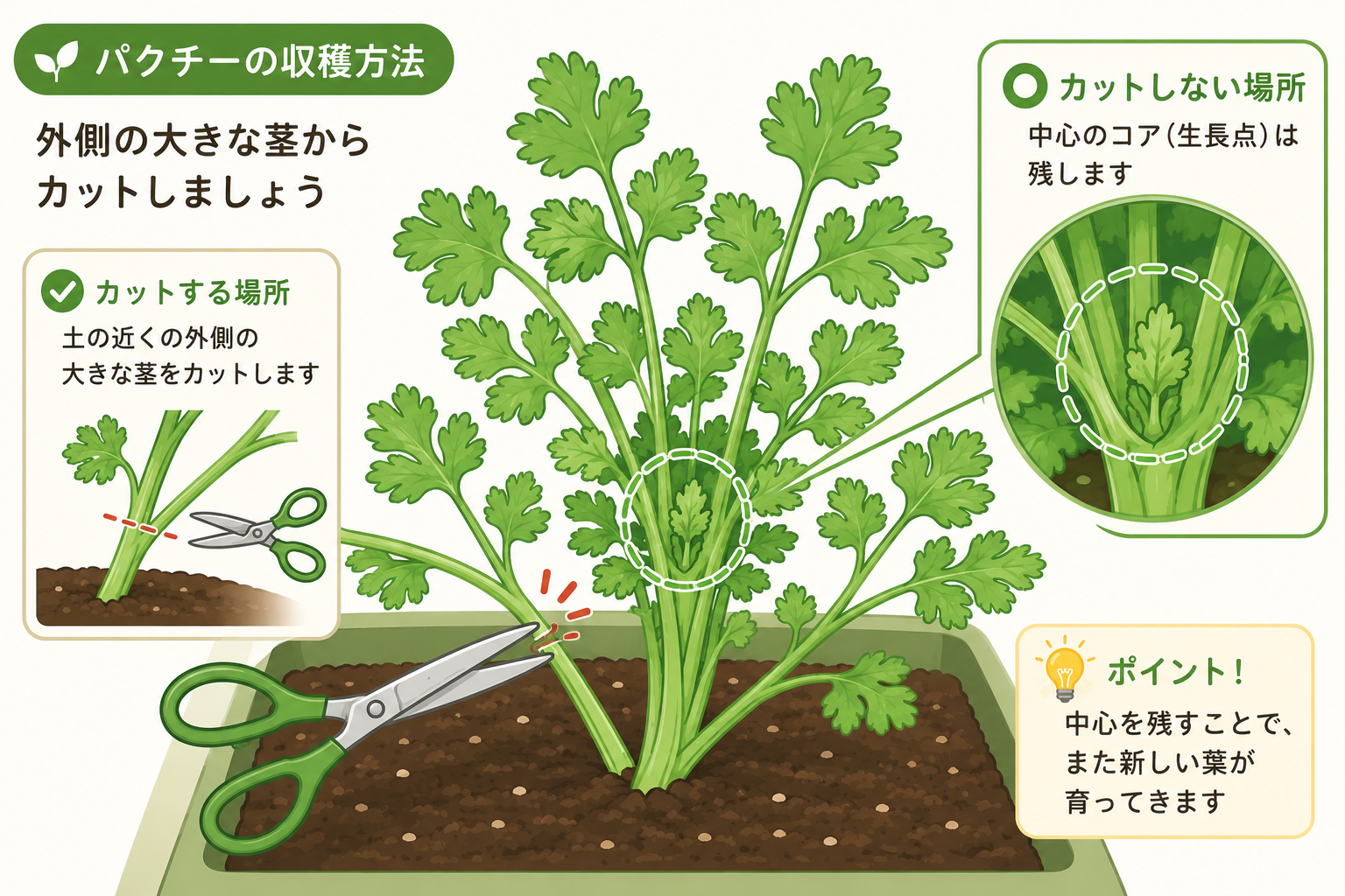 パクチーの外葉を根元からカットし生長点を残す位置の解説イラスト
