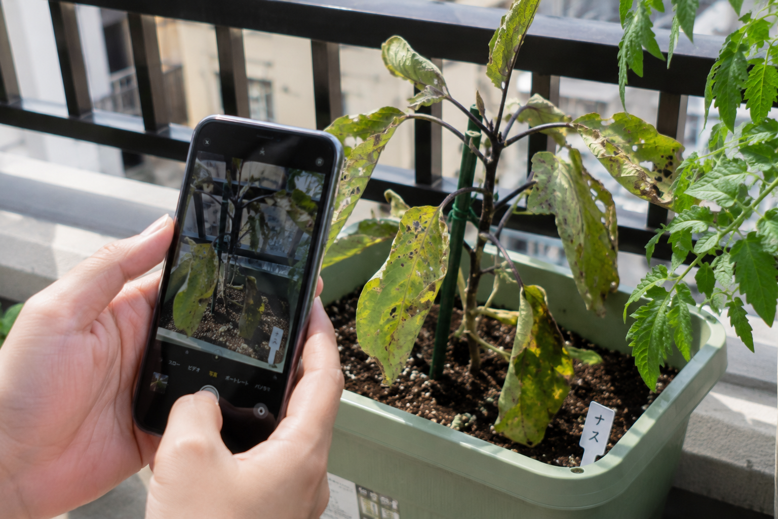 野菜の元気がないときに写真で見たい5つのチェックポイント