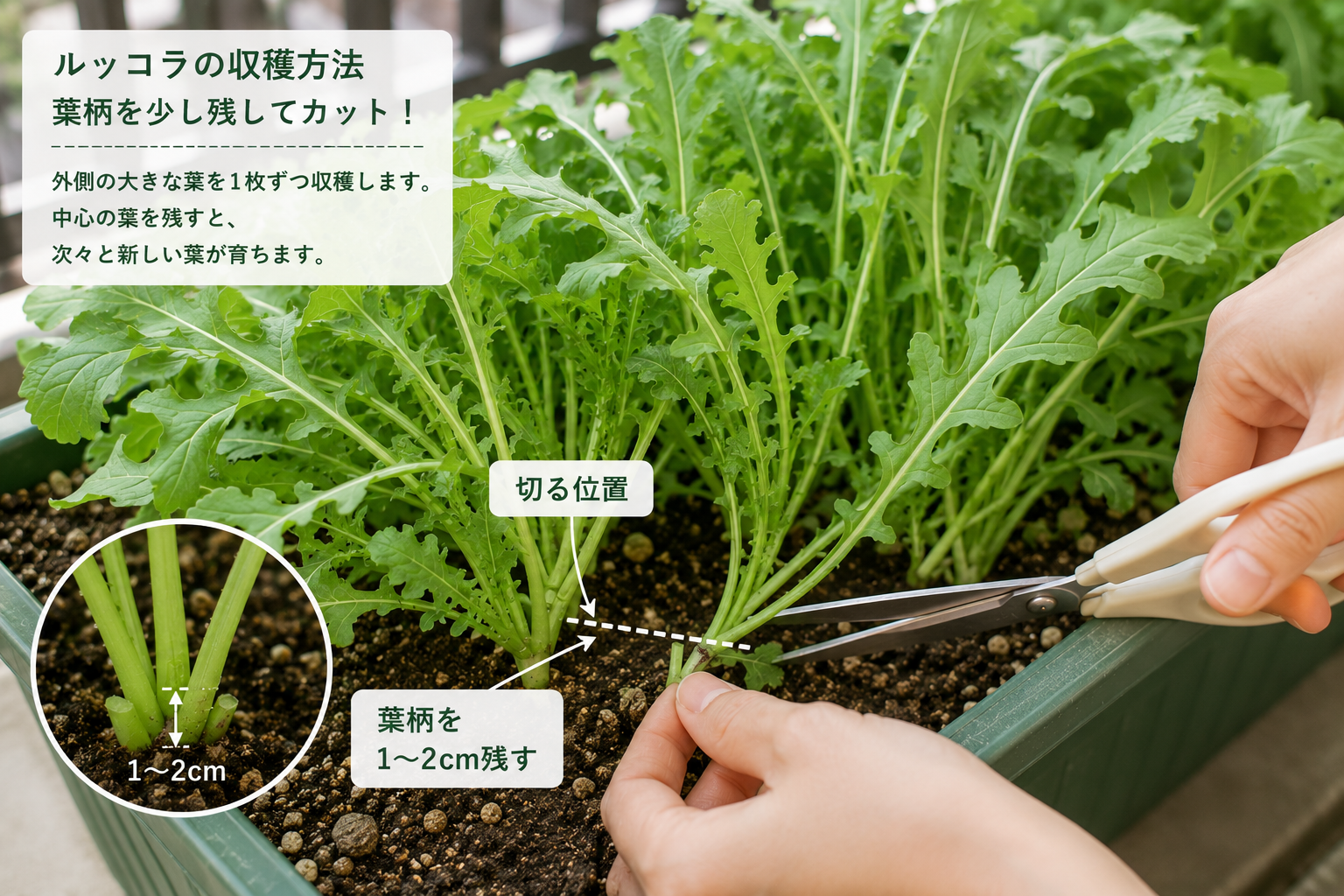 ルッコラを切る位置のイメージ