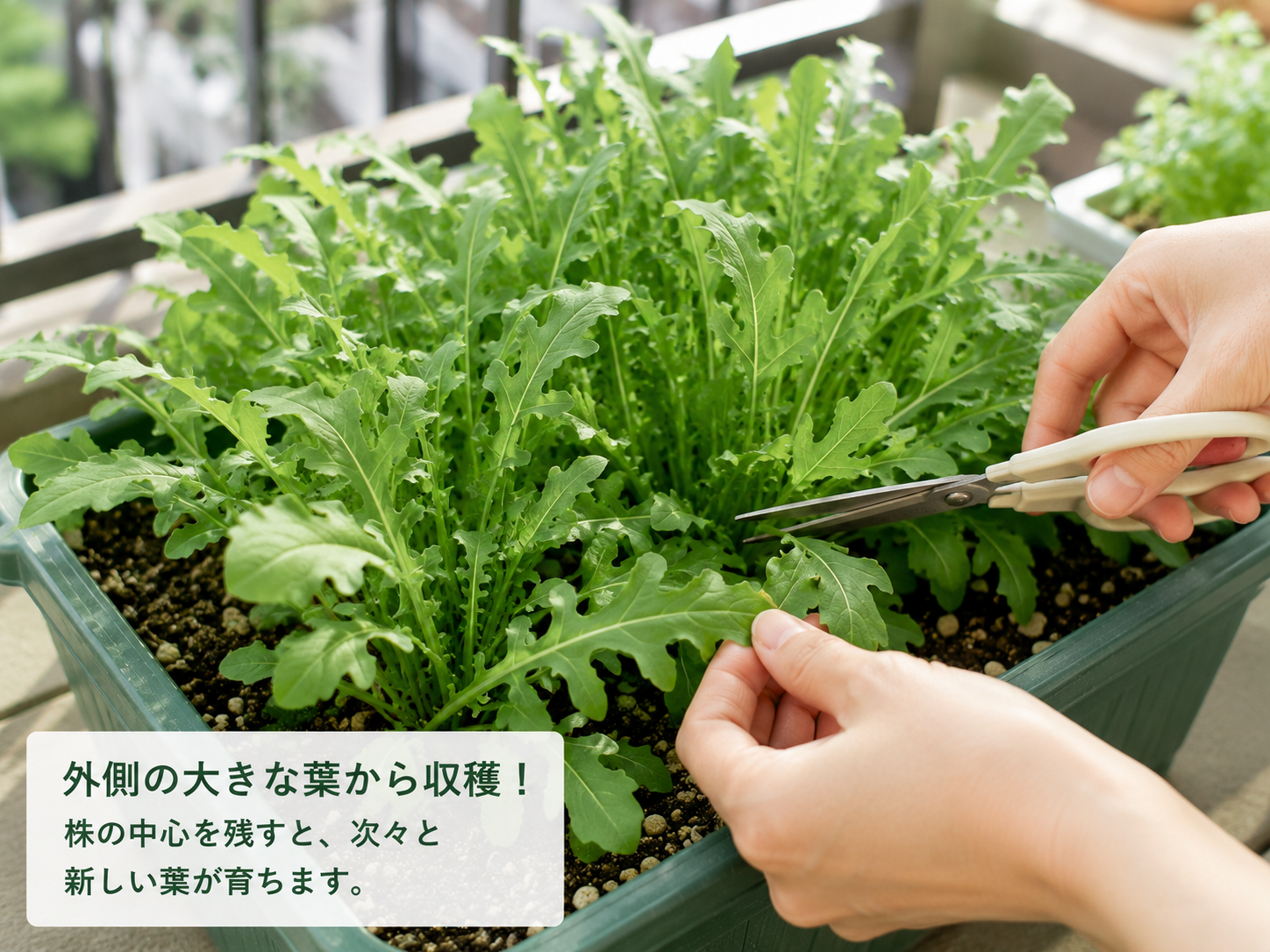 ルッコラの収穫はどこを切る？外葉から長く楽しむコツ