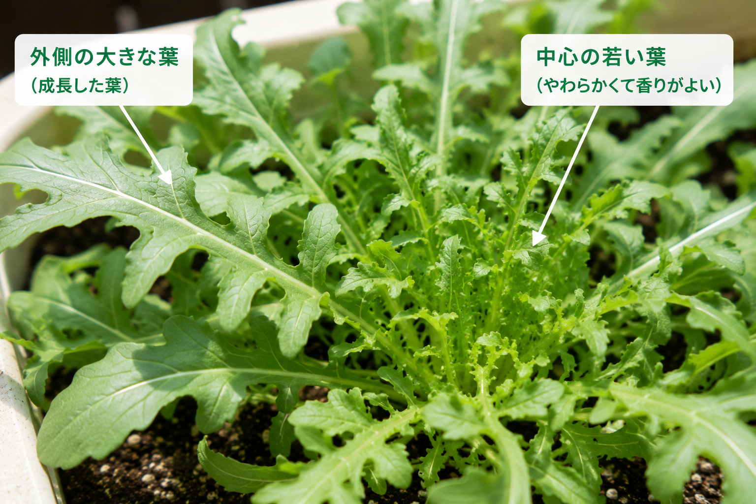 外葉から収穫するルッコラのイメージ