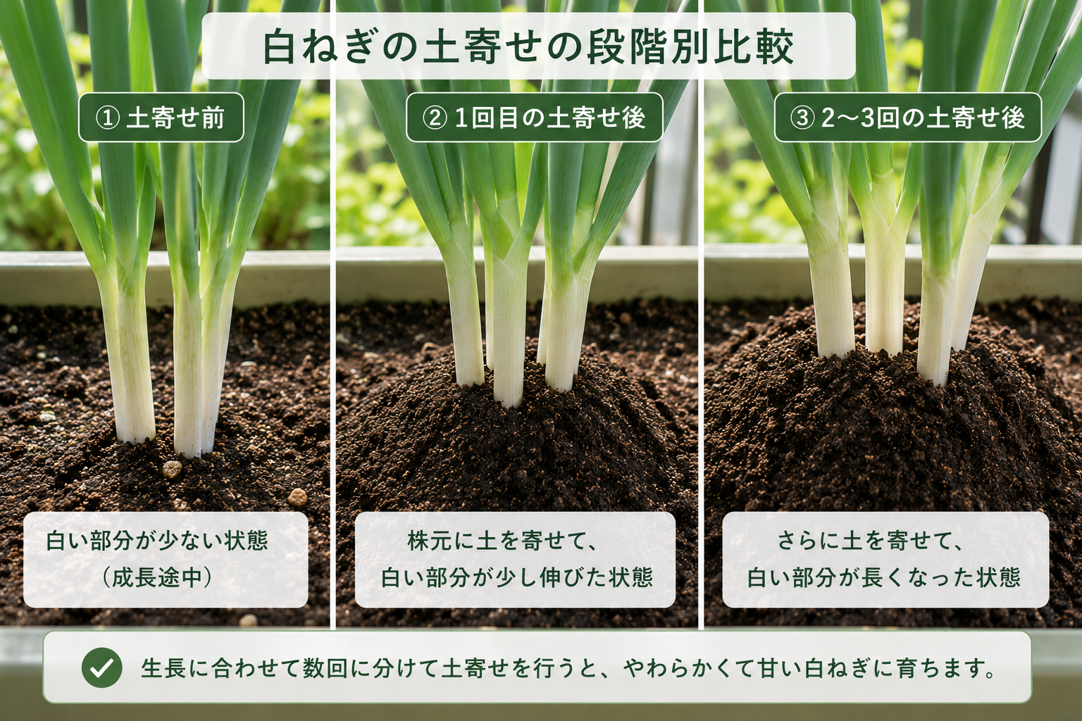 段階的に土寄せする白ねぎのイメージ