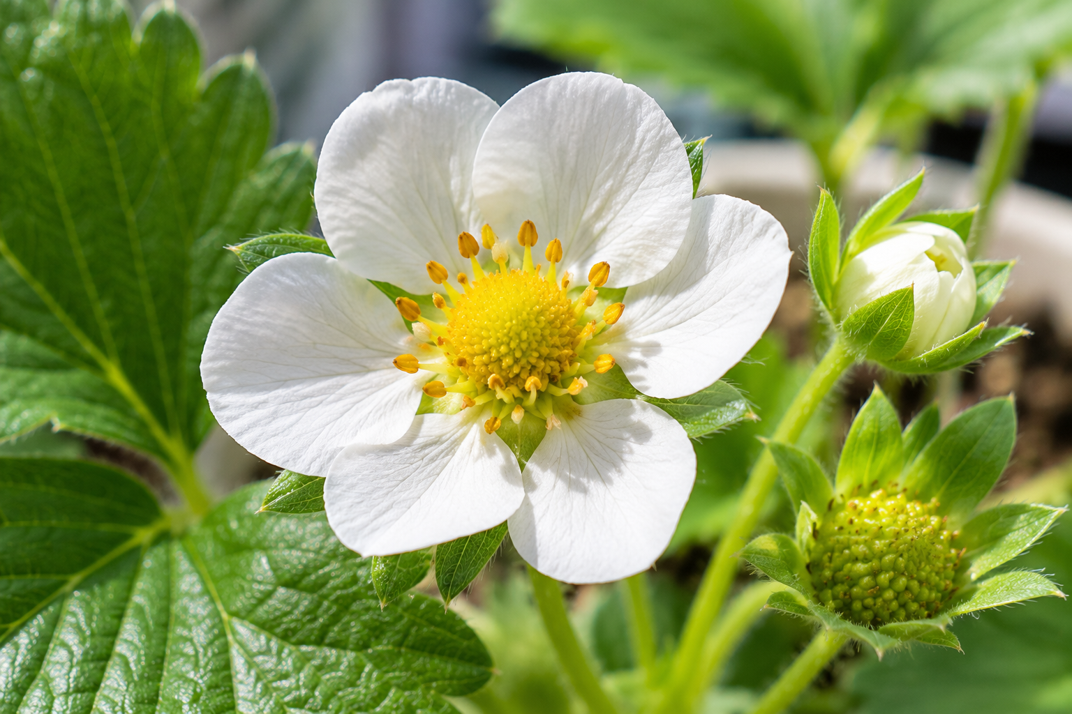 いちごの花のアップ