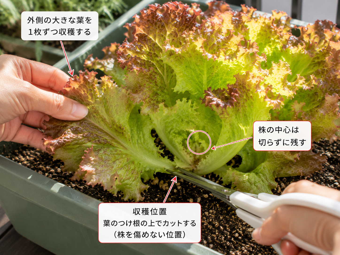 サニーレタスの外葉を収穫している実写写真