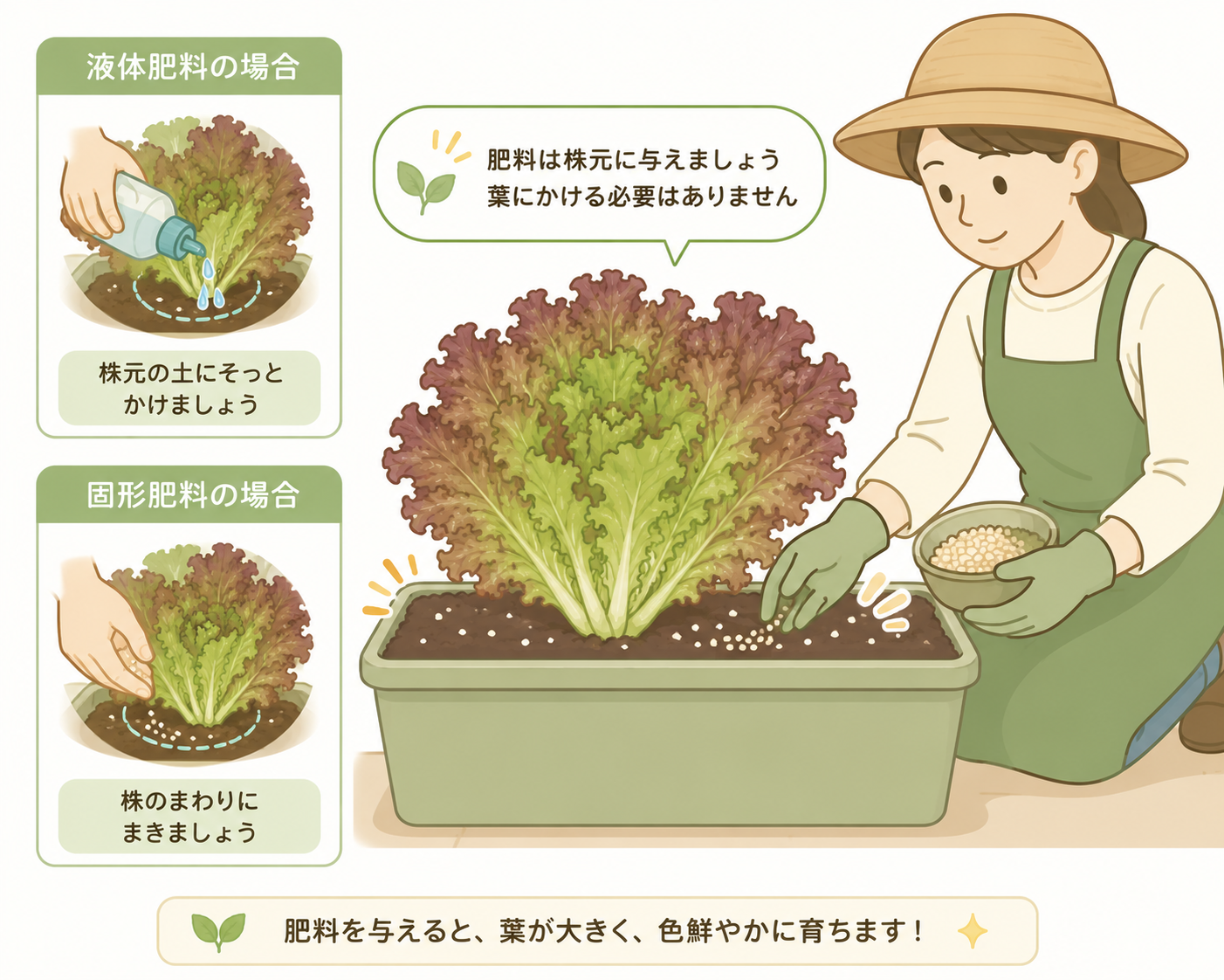 サニーレタスの株元に追肥する様子のイラスト