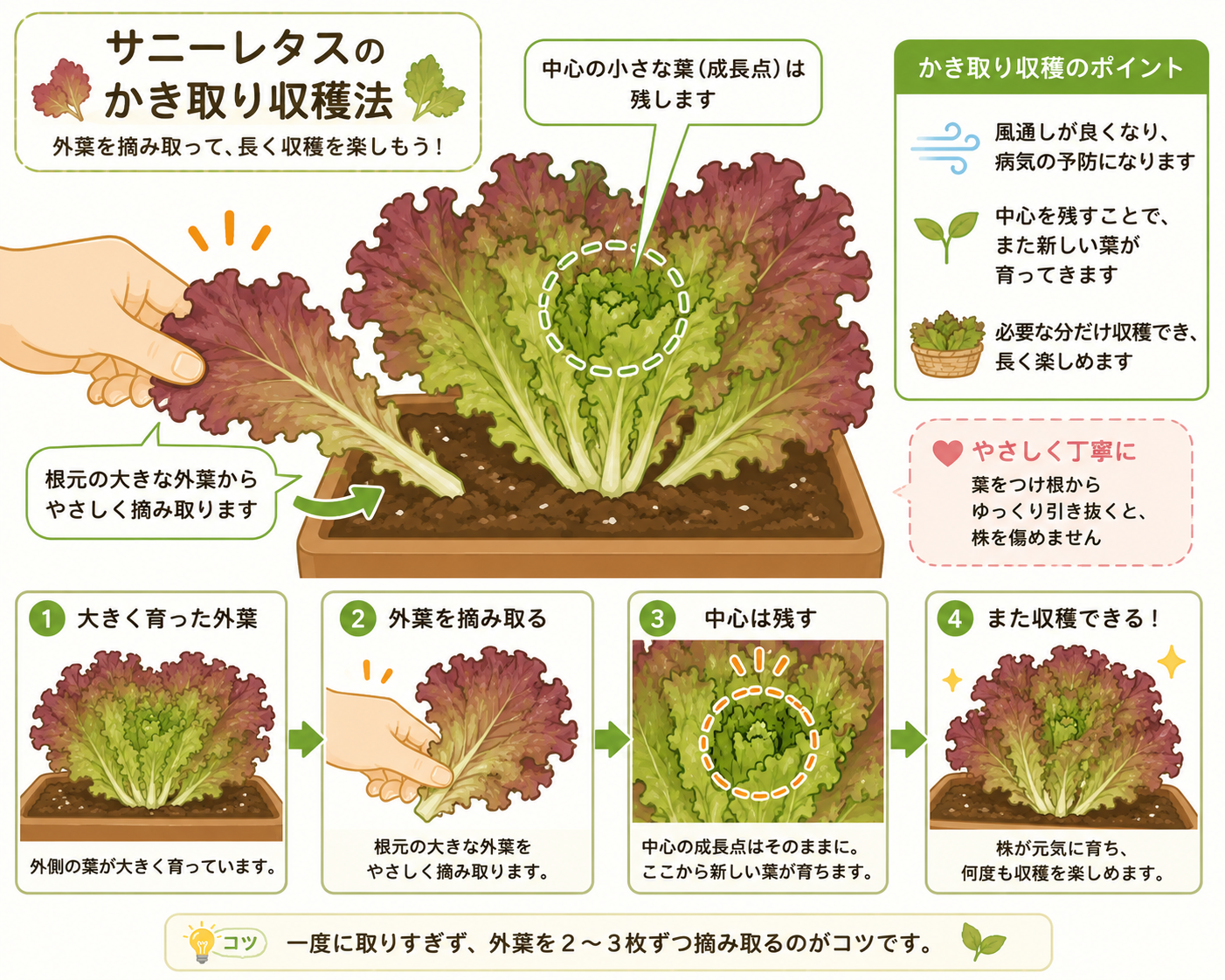 サニーレタスの外葉かき取り収穫（生長点を残す方法）の解説イラスト