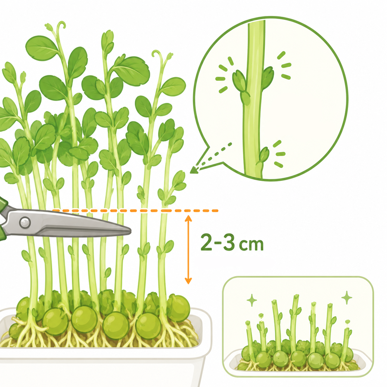豆苗の正しいカット位置（脇芽を残す高さ）の解説イラスト