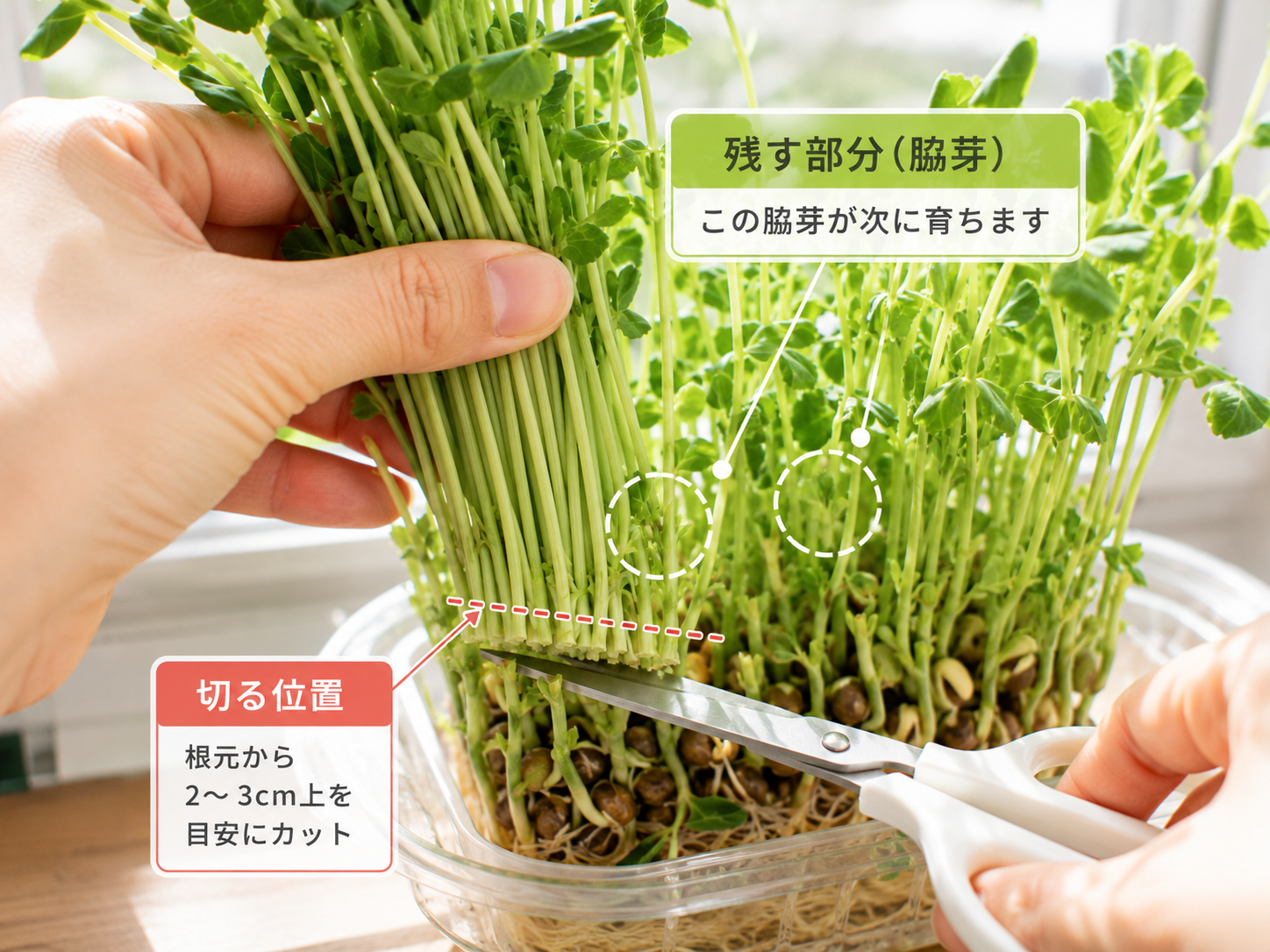 豆苗の脇芽を残して収穫する位置がわかる実写写真