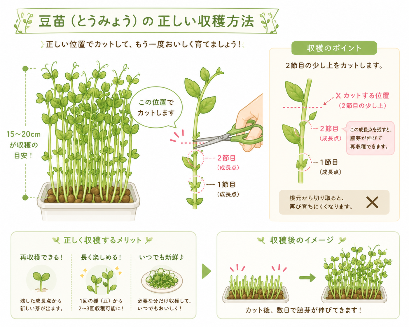 豆苗の脇芽を残した正しいカット位置の解説イラスト