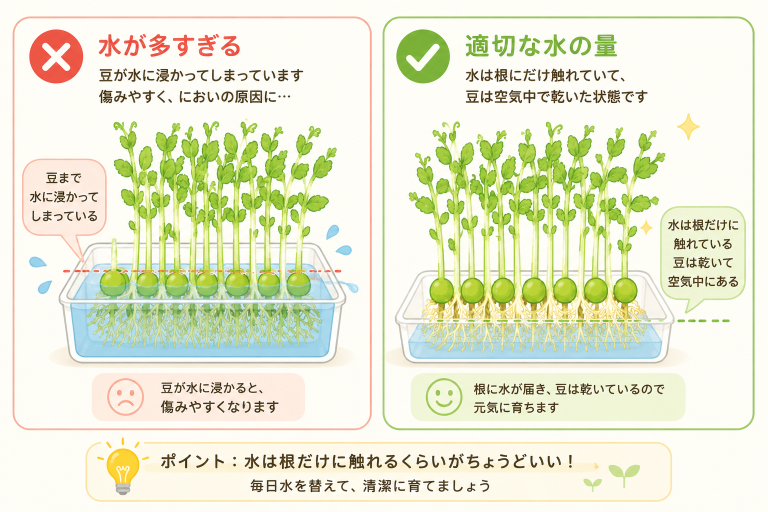 豆苗の水位比較（溺れる水位と根だけの正しい水位）の解説イラスト