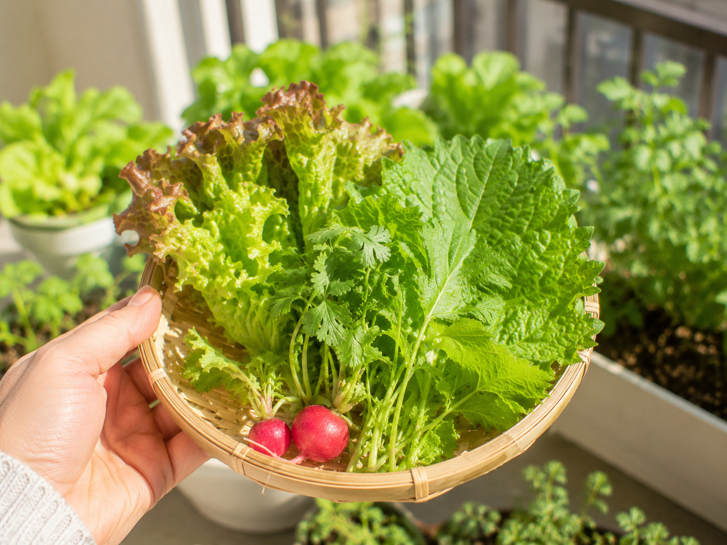 ベランダ菜園で収穫した野菜を小さなかごに入れた実写写真