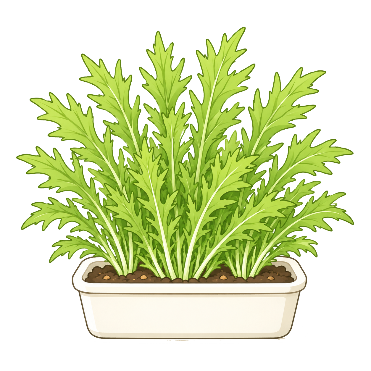 水菜
